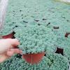 Sedum Chinês Vasos de Dois Tons Mudas, Grama Perene Neve Fina, Sedum Folha de Pinheiro, Pequeno Pinheiro Plantas de Jardinagem para Verdejamento