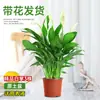 Planta em Vaso Antúrio com Flores, Planta Hidropônica, Planta Verde de Interior Fácil de Cuidar, Adequada para Pessoas Preguiçosas, Flores para Todas as Estações, Planta da Moda