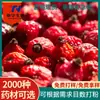 Venda Direta de Fábrica de Frutos de Rosa Mosqueta, Chá de Flor e Fruto de Rosa Mosqueta a Granel 1kg, Produtos Agrícolas Comestíveis, Rosa Selvagem Atacado em Estoque