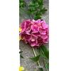 Fábrica de flores de boda de primavera y verano con rosas rojas, amarillo, verde, bosque, boda, decoración suave, fondo de camino, decoración, flor falsa