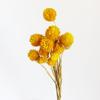 Fresa fruta cabeza de monje flor seca flor seca de Yunnan flor seca material para ramo DIY rojo mil días fábrica mayoreo