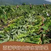 Taro Liupu Fresco, una Especialidad de Guangxi, Trozos de Taro Pelados, Cortados en Rodajas, Taro de Nuez de Betel, Tiras de Taro Morado Glicina, En Cubos