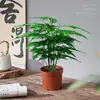 Helecho Asparagus Planta en Maceta Interior Sala de Estar Estilo Zen Chino Bonsái Oficina Escritorio Flores Bambú Nube Plantas Verdes Pequeñas Mini