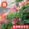 Mudas de Madressilva Plantas Trepadeiras Mudas de Quatro Estações Flores de Escalada Ornamental Pátio Perene Varanda Vasos Florindo