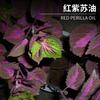 Suministro Directo de Fábrica aceite de perilla roja en stock aceite de hoja de perilla roja planta aceite esencial único masaje suministro de materia prima química diaria