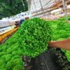 Flor Seca Hortensia Flor Eterna Hortensia Anna Rama Única Absorción de Color Hortensia Anna Flor Eterna Adornos Florales Floricultura Decorativa