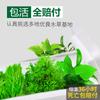 Plantas Acuáticas Locas Acuario Hierba Real Oxigenada Hidroponía Banyan de Agua Perezoso Madera Sumergida Paisajismo Entrada Plantas Acuáticas Fabricante Mayorista