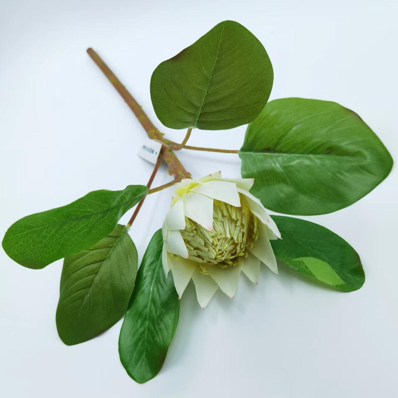 小帝王花