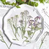 Bolsa de Flores Secas en Relieve Xiangxueqiu Funda para Teléfono Móvil Hecha a Mano con Gota de Pegamento Marco de Fotos Lámpara de Mesa Vela de Flores Bafle de Pared Decorativo Material