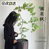 Arce Liuchuan Plantas Verdes en Maceta Estudio Sala de Estar Plantas de Interior Siete Arce Árboles Celebridad de Internet Estilo Japonés Zen Oficina Hojas de Arce