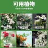Estante de flores en forma de arco Zhixiao, soporte para trepar, soporte para flores, para jardín al aire libre, molino de viento, jazmín y rosa.