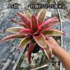 Piña Linda Colorida Piña Selva Tropical Tanque de Agua y Tierra Ecológico Plantas Acuáticas Terrario para Reptiles Paisajismo Plantas Epífitas de Uso Común