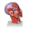 Para tratamiento médico, cabeza y cuello, modelo de nervio vascular adjunto al frente, cabeza y cuello, músculo vascular adjunto, cerebro, modelo de cabeza y cerebro