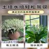 Dropshipping de Plántulas de Flor de Lirio de los Valles, Plantas en Maceta, Ramilletes de Capullos, Bulbos que Florecen en Todas las Estaciones y son Fáciles de Mantener en la Sala de Estar y la Oficina