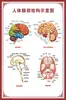 Diagrama del Esqueleto Humano, Cartel de Pared Grande, Diagrama de Órganos, Gráfico de Estructura de Órganos Internos, Gráfico de Puntos de Acupuntura, Póster del Gráfico de Anatomía Muscular Humana