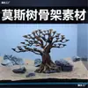 Marco de Paisajismo para Tanque de Plantas, Discos de Cáscara de Coco, Árbol Brasileño, Copa del Árbol, Un Árbol para Crear un Marco