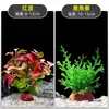 Plantas de Acuario, Decoraciones de Paisajismo con Césped Real, Plantas Aptas para Principiantes, Crisantemo Verde Ciempiés, Plantas de Sombra, Piedra Volcánica, Plantas Verdes Purificadoras de Agua