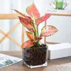 Plantas hidropónicas, Reina Ruyi, plantas en maceta, potos, plantas de interior, gardenia, palma roja, rojo auspicioso, flores verde jade