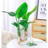 Strelitzia Reginae Planta Verde para Sala de Estar Planta Hidropónica Ave del Paraíso en Maceta Interior Fácil de Cultivar Escritorio Tolerante a la Sombra Cuatro Estaciones Florales Cultivados en Agua