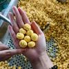 Máquina de Palomitas de Maíz Totalmente Automática Grande Sabor Matcha Tipo Electromagnético Precio Máquina de Palomitas de Maíz Equipo Olla para Palomitas de Maíz