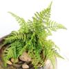 Nova venda quente simulação samambaia samambaia samambaia samambaia planta material de parede samambaia persa grama persa samambaia folhas tropicais atacado