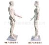 Maniquí de Acupuntura Blanco Completo Modelo de Puntos de Acupuntura Humano Modelo de Puntos Meridianos de Medicina China 85cm de Alto