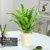 Helecho Nido de Pájaro Helecho en Maceta Planta de Interior Verde Plantas Florales Sala de Estar Oficina Escritorio Planta Novedosa Perenne Todo el Año