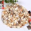 Adornos de concha blanca con grava de concha, piedra decorativa para paisajismo, pegamento DIY