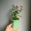 Rosa Japonesa com Botões Planta Verde Envasada para Floração o Ano Todo em Peitoril de Janela ou Varanda