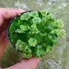 Micro-paisaje Plantas Carnívoras Planta Carnívora Drosera Musgo Terrario Botella Set Creativo de Plantas en Maceta