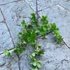 Nuevos fabricantes de plantas verdes de simulación jiurixiang caballo borracho Madera eucalypson boda decoración suave flores artificiales al por mayor