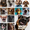 Calendário de Mesa Cachorro Cabeçudo Engraçado 2027, Calendário Espiral Divertido de Animal de Estimação Fofo, Fornecimento Atacadista com Logo Cruzado Amazon Temu