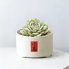 Conjunto fofo de plantas de interior para mesa para jardim de infância, fácil de cultivar e cuidar, pequenas plantas em vasos