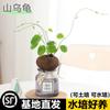 Planta Hidropónica de una Pieza para Envío Directo, Planta Trepadora Tortuga de Montaña, Planta en Maceta Dorada de Crecimiento Constante, Planta Verde, Fácil de Cultivar en Interiores, Escritorio