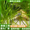 Hierba Kusa, Planta Sumergida, Elodea Malasia, Alga Cola de Zorro, Hierba Kusa, Venta al por mayor de Varios Proyectos de Purificación y Reparación de Agua
