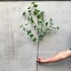 Simulação Sino Pendurado Folha Sete Estrelas Planta Viral Folhagem Múltipla Decoração de Casa Decoração de Pousada Hotel Flor Artificial