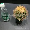 Combinación única de serie roja rosa azul plátano cola suelta caparazón de tortuga Kwai Canna escénico simulación