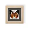 Marco con Espécimen de Mariposa Real, Regalo de Cumpleaños 3D para Mejor Amigo, Regalo para el Día del Maestro, Pintura Decorativa con Espécimen, Se Puede Proporcionar Factura