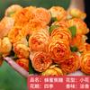 Plántulas de rosa, enredaderas trepadoras, plantas de floración de cuatro estaciones, enredadera, rosa, flor en maceta, flor extra grande, exterior, balcón, plantas verdes