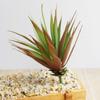 Cabeça de Flor Suculenta Coleira Grama de Ensino Criativo Acessórios DIY Arranjo de Flores Planta Decorativa Atacado Móveis para Casa Dropshipping