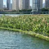 Fibras de Poliéster Humedales Flotantes Jardín Baiyao Campo Flotante Tipo Fibra Compuesta de Alto Peso Molecular Humedales Flotantes