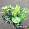 Accesorios para Paredes de Plantas Artificiales, Decoraciones de Maceteros con Flores de Plantas Verdes Falsas, Hojas de Monstera de Plástico, Ramilletes de Flores Artificiales, Vegetación Falsa