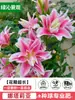 Bulbos de Lirio Huang Tianba con Capullos, Recién Desenterrados, Perenne, Florece en Múltiples Estaciones, Fragante, Adecuado para Jardín y Balcón, Plantas con Flores y Vegetación
