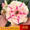 Planta em vaso rosa do deserto de pétalas duplas, floresce o ano todo, fácil de cuidar, flor colorida de varanda para interior, bonsai de planta verde, suculenta