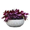 Plántulas de Flor de Oxalis de Hoja Morada, Bulbos de Trébol de Hoja Verde, Hierba Frita, Mariposa Morada, Plantas de Follaje para Balcón Interior y Patio