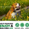 Tabletes Mastigáveis de Cuidado contra Pulgas e Carrapatos para Animais de Estimação, Imunidade e Pele, Fabricante Personalizado OEM