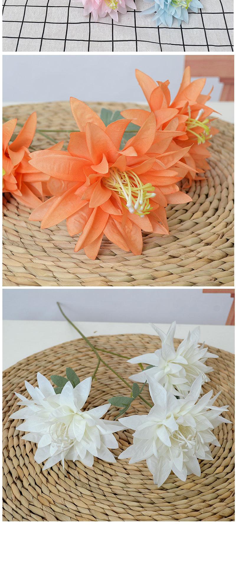 大爪菊_06.jpg