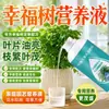Fertilizante especial y solución nutritiva para el Árbol del Dinero, para plantas en maceta, para tratar problemas como hojas secas, caída de hojas y hojas amarillentas.. Solución nutritiva especial para el Árbol del Dinero