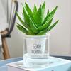 Árbol del Dinero Planta Verde Flor de Gardenia Escritorio Maceta Pequeña Aloe Vera Planta Suculenta Pothos Hidropónico Fácil de Cultivar en la Oficina