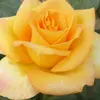 Planta en maceta de rosa de flor grande de una sola pieza para envío directo, Rosales de perfume europeo con capullos, Rosa de fragancia intensa